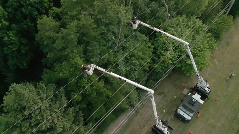 Professional Tree Care Services in Huguley, AL